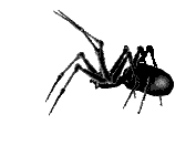 Animated Spider gif