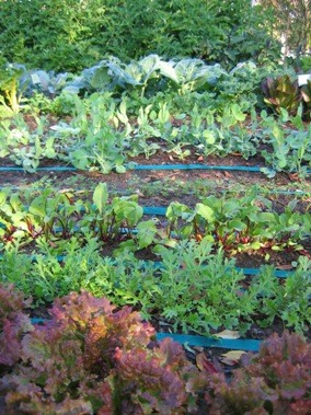 veg garden new 2