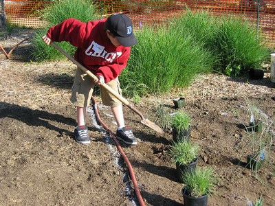 meadow planting 2