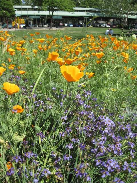 Open House and Plant Sale features water-wise plants