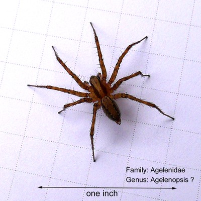 ID'd Spider
