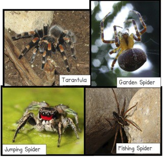 4-kinds-of-SPIDERS.jpg
