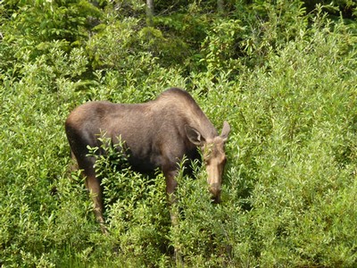 Moose Photo