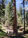 Placer Grove of Big Trees 7/10/19