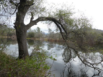 Avery Pond, Mormon Ravine  2/20/19
